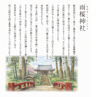 雨桜の杜(あめざくらのもり) 100g』 深蒸し茶 緑茶 日本茶 掛川茶産地問屋