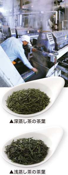 深蒸し茶の茶葉・浅蒸し茶の茶葉